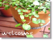 welcome01.gif